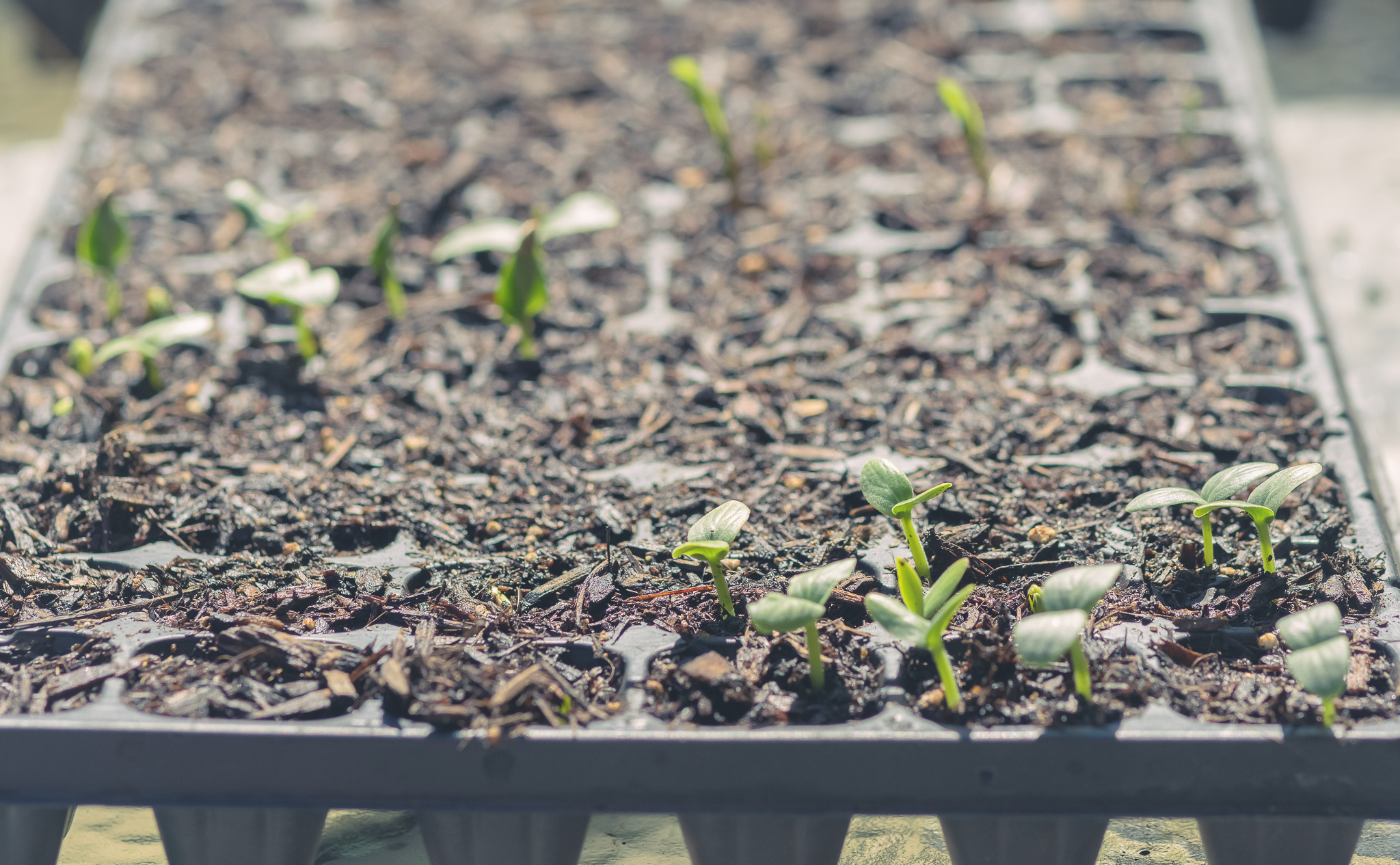 How To Start Vegetable Seeds Indoors With Seed Trays Budget Friendly 