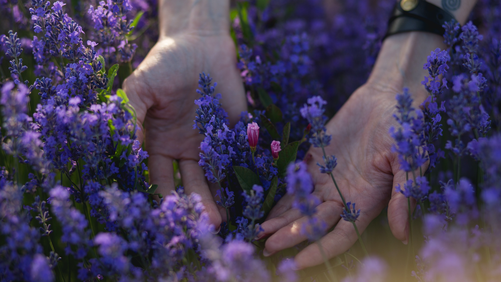 How To Grow Lavender From Seed In A Container the Easy Way How To Grow Lavender From Seed In A Container the Easy Way